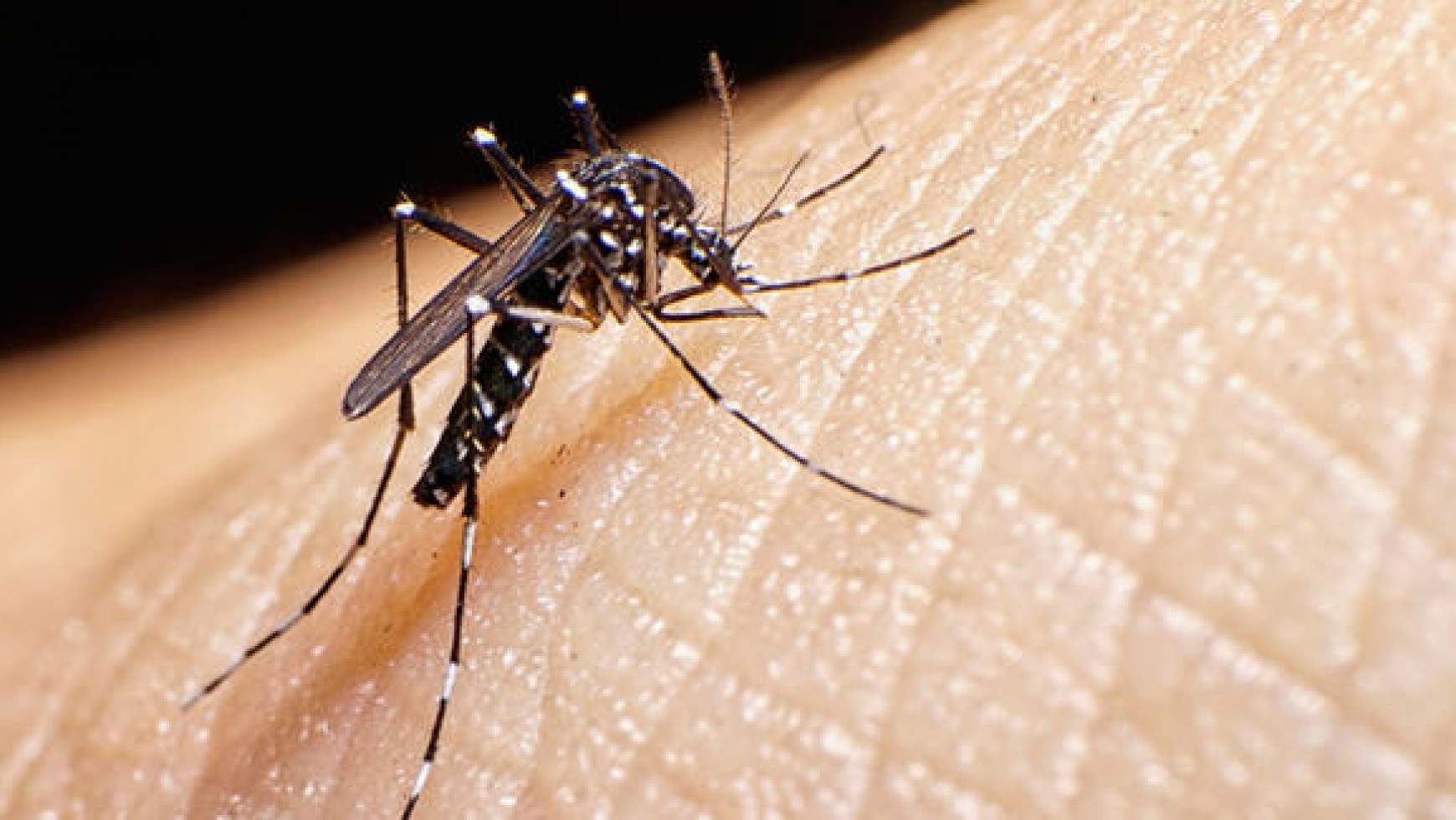 Texas Becomes First State to Issue Standing Order for Mosquito Repellent to Fight Zika